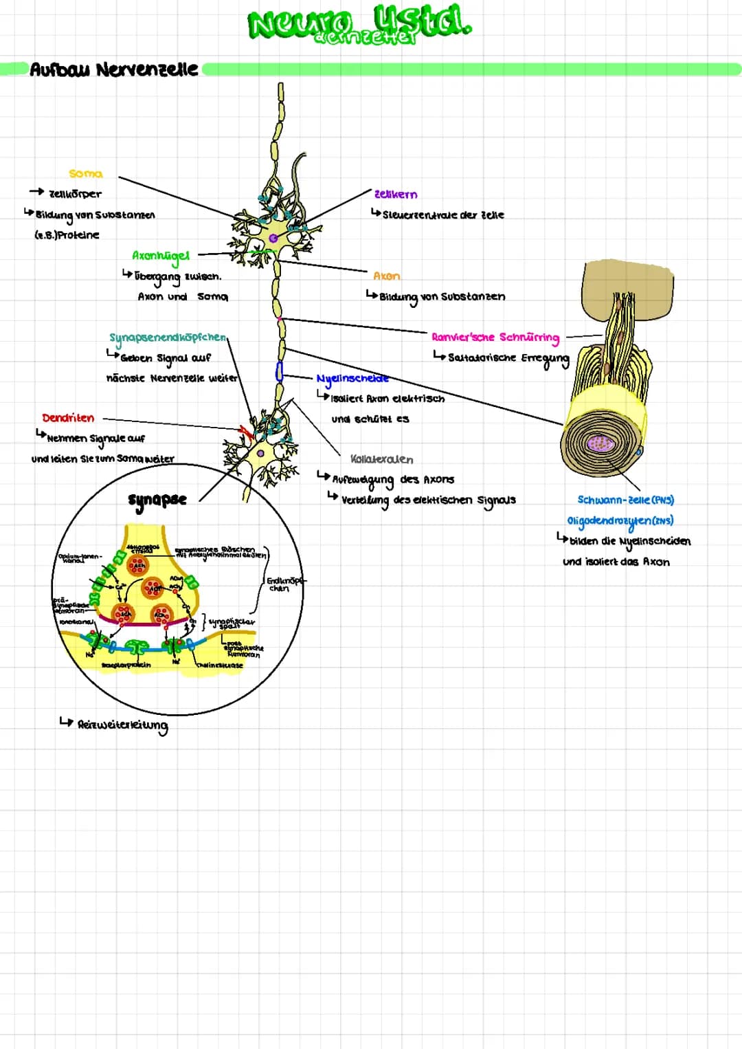 Neurologie Q3