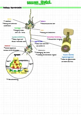 Know Neurologie Q3 thumbnail