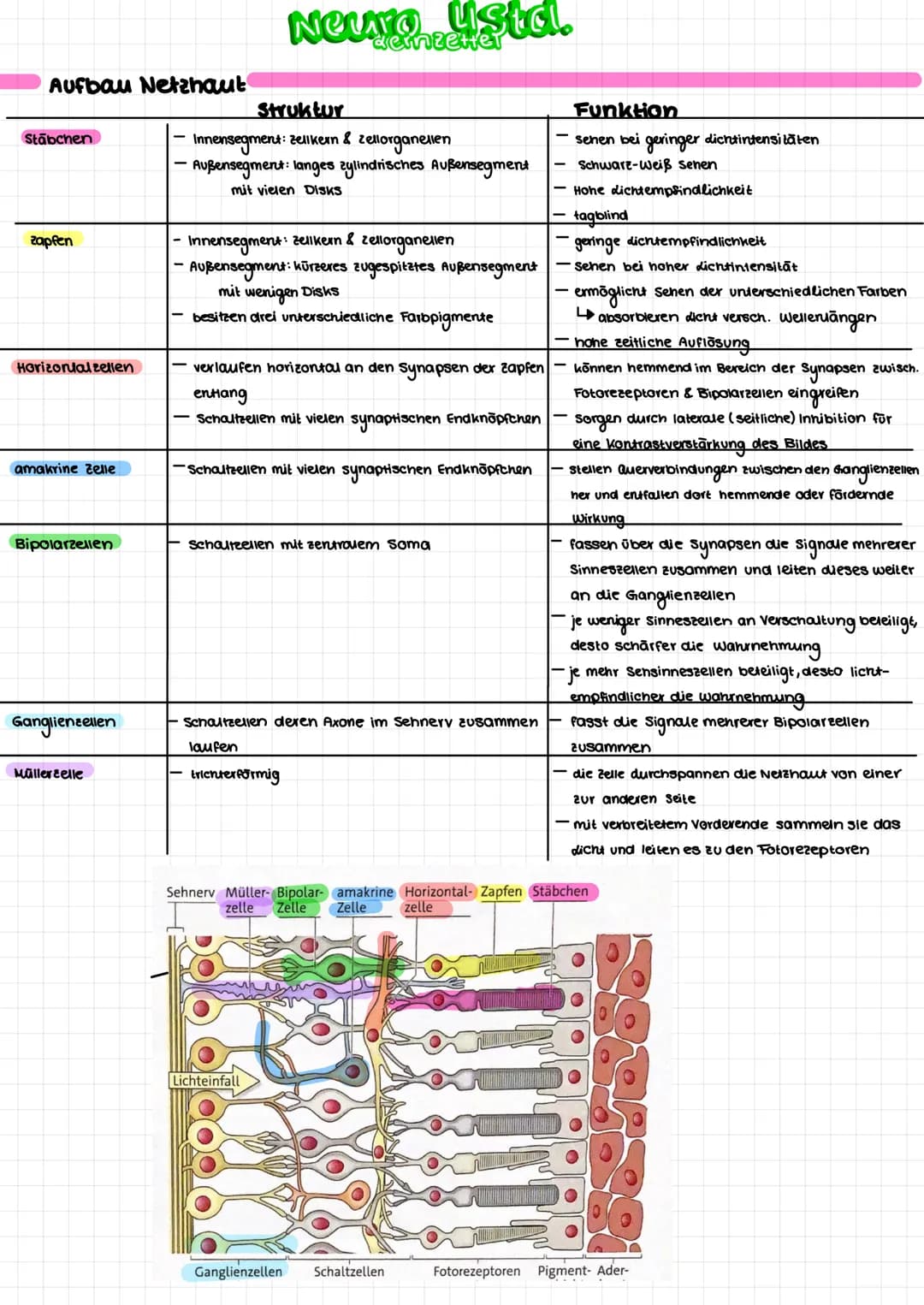 Aufbau Nervenzelle
Soma
➜zellkörper
Bildung von Substanzen
(E.B.)Proteine
Calium-Ionen-
kana
Dendriten
Nehmen Signale auf
und leiten Sie zum