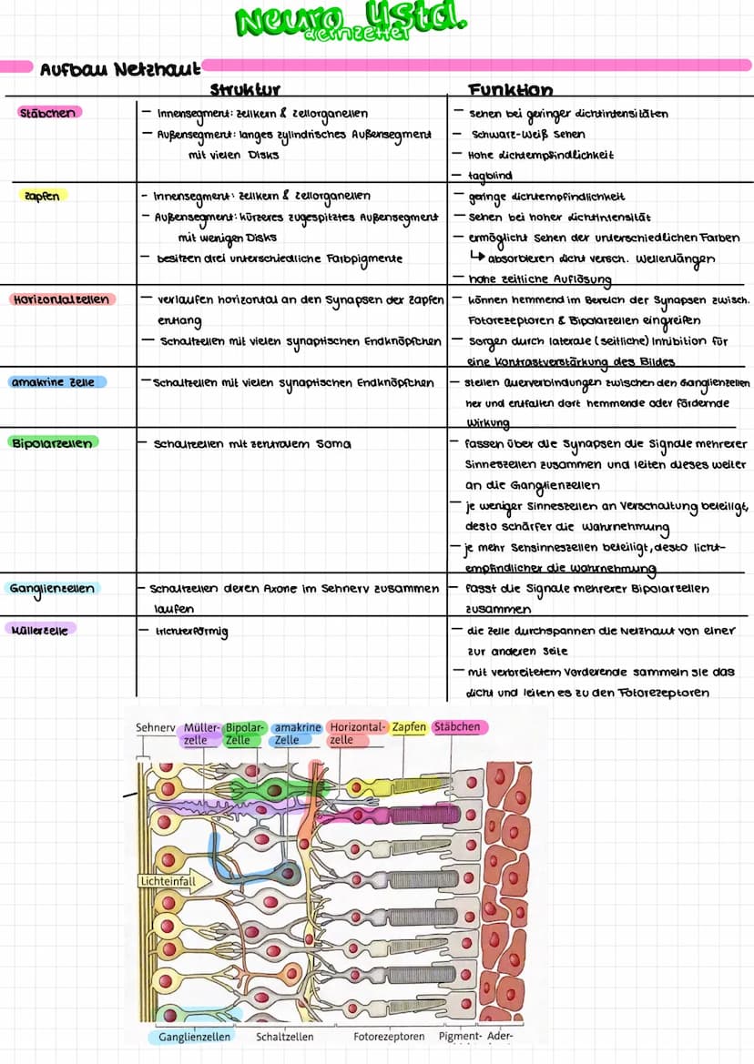 Aufbau Nervenzelle
Soma
➜zellkörper
Bildung von Substanzen
(E.B.)Proteine
Calium-Ionen-
kana
Dendriten
Nehmen Signale auf
und leiten Sie zum