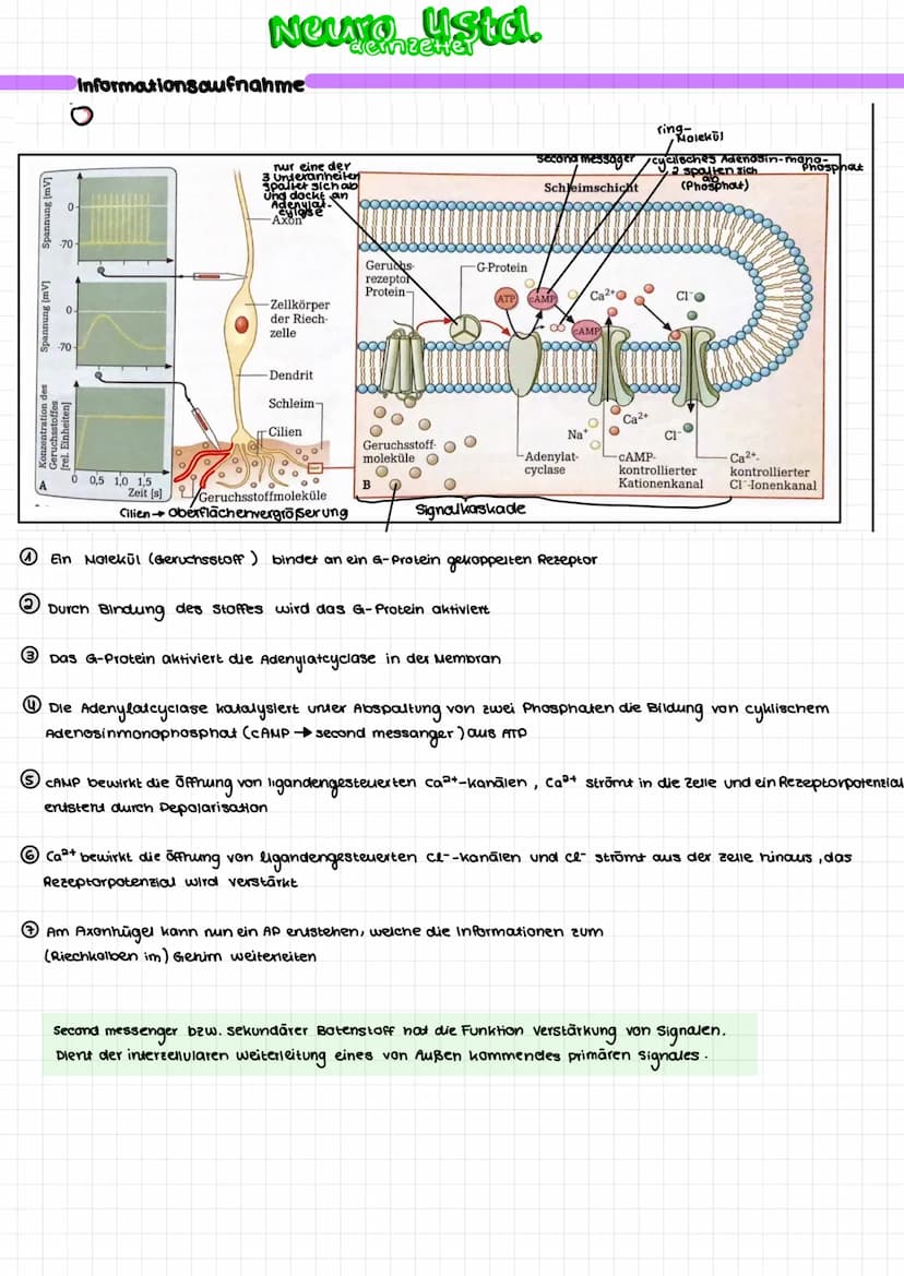 Aufbau Nervenzelle
Soma
➜zellkörper
Bildung von Substanzen
(E.B.)Proteine
Calium-Ionen-
kana
Dendriten
Nehmen Signale auf
und leiten Sie zum