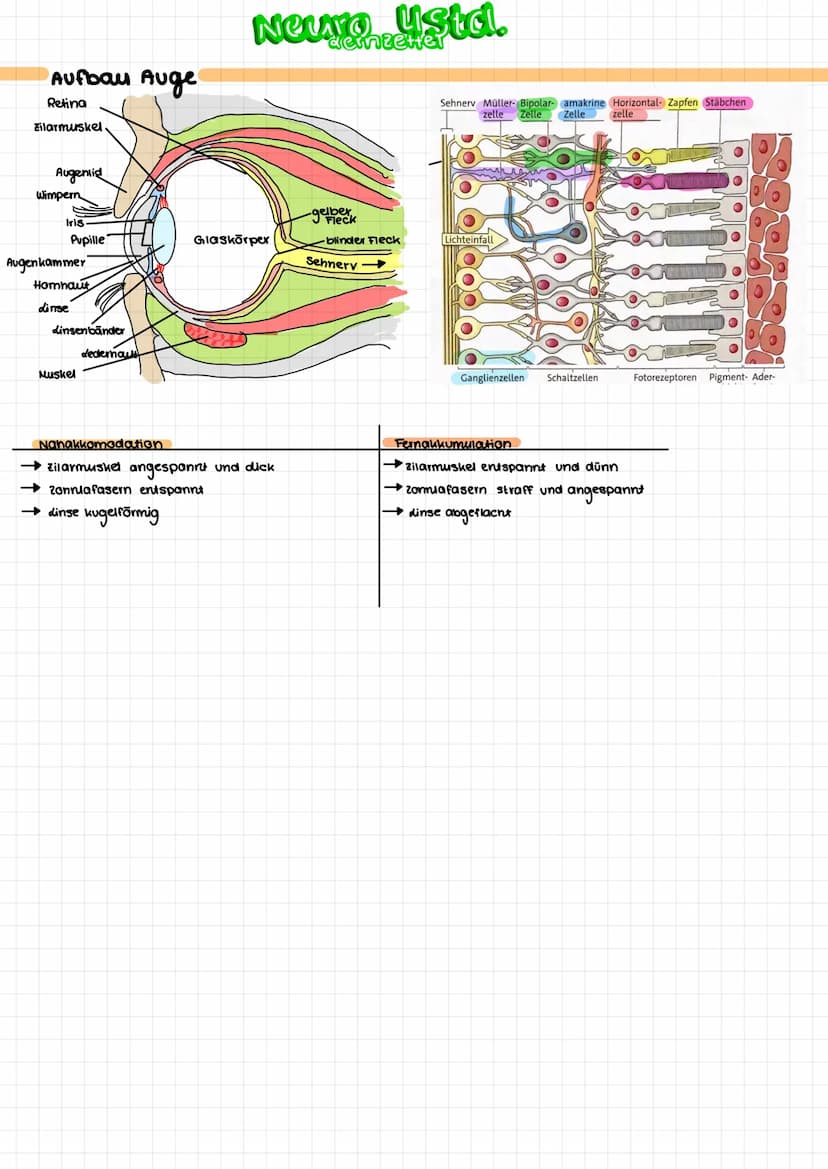 Aufbau Nervenzelle
Soma
➜zellkörper
Bildung von Substanzen
(E.B.)Proteine
Calium-Ionen-
kana
Dendriten
Nehmen Signale auf
und leiten Sie zum
