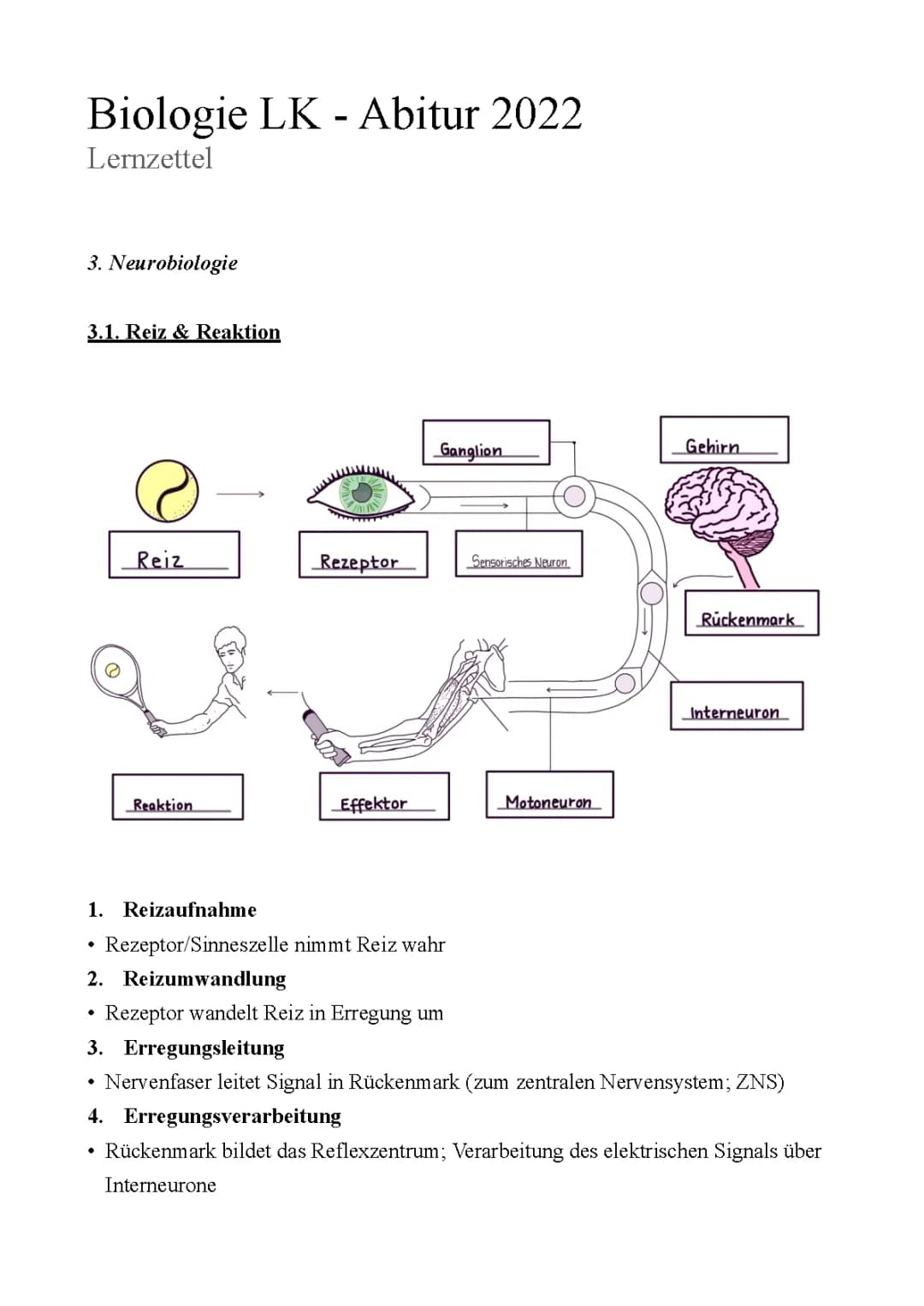 Abitur Lernzettel: Neurobiologie