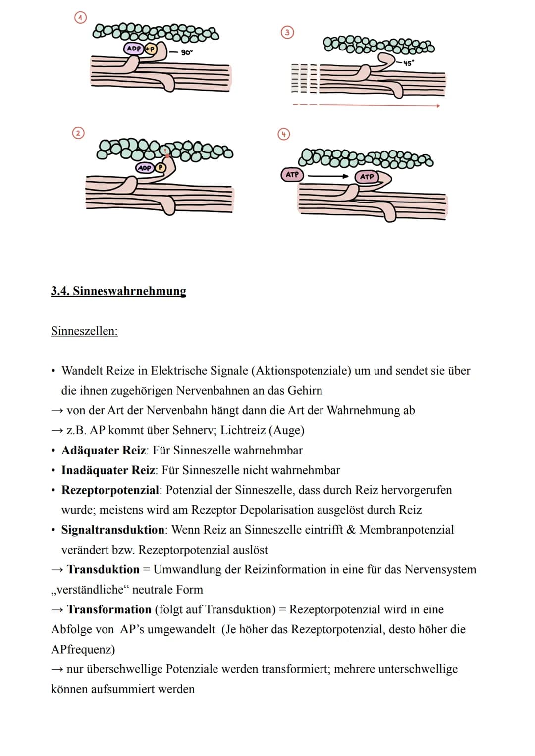 Biologie LK - Abitur 2022
Lernzettel
3. Neurobiologie
3.1. Reiz & Reaktion
●
Reiz
●
Reaktion
Rezeptor
Effektor
Ganglion
Sensorisches Neuron
