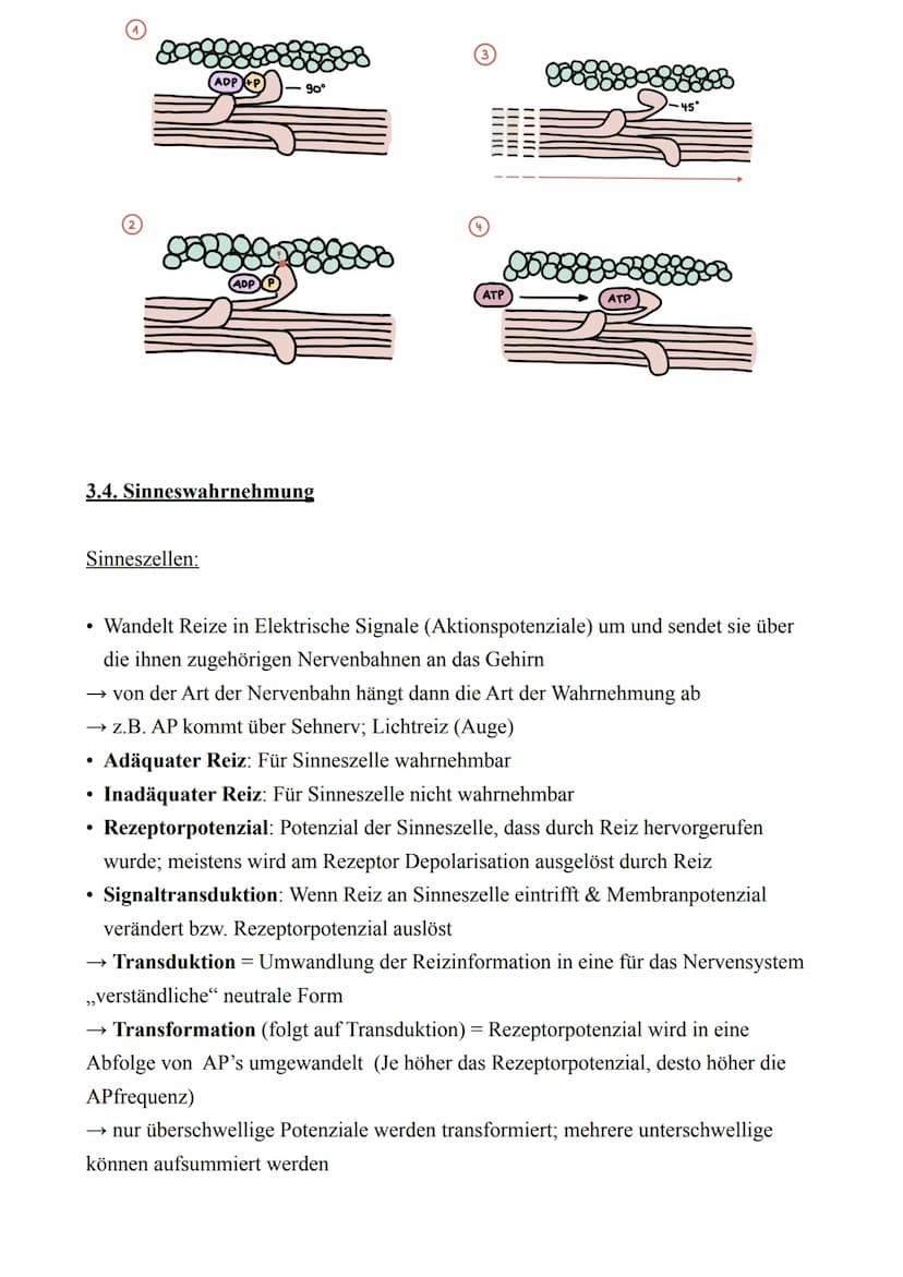 Biologie LK - Abitur 2022
Lernzettel
3. Neurobiologie
3.1. Reiz & Reaktion
●
Reiz
●
Reaktion
Rezeptor
Effektor
Ganglion
Sensorisches Neuron
