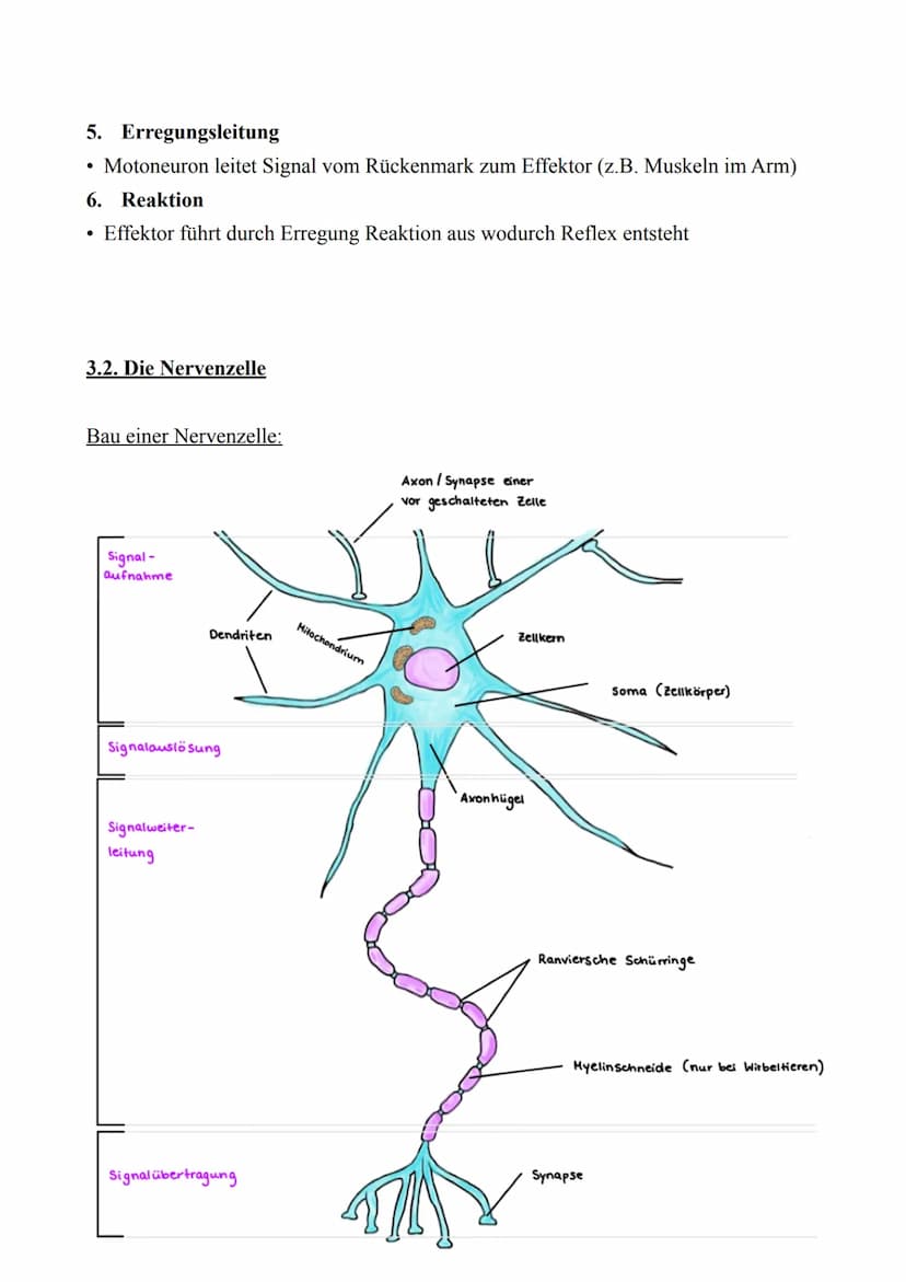 Biologie LK - Abitur 2022
Lernzettel
3. Neurobiologie
3.1. Reiz & Reaktion
●
Reiz
●
Reaktion
Rezeptor
Effektor
Ganglion
Sensorisches Neuron

