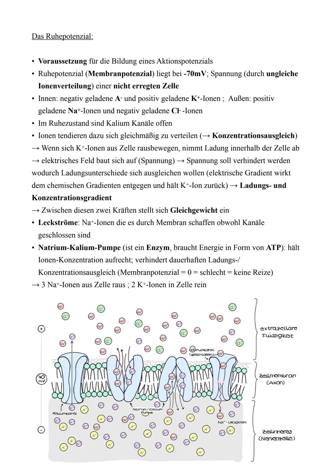 Biologie LK - Abitur 2022
Lernzettel
3. Neurobiologie
3.1. Reiz & Reaktion
●
Reiz
●
Reaktion
Rezeptor
Effektor
Ganglion
Sensorisches Neuron
