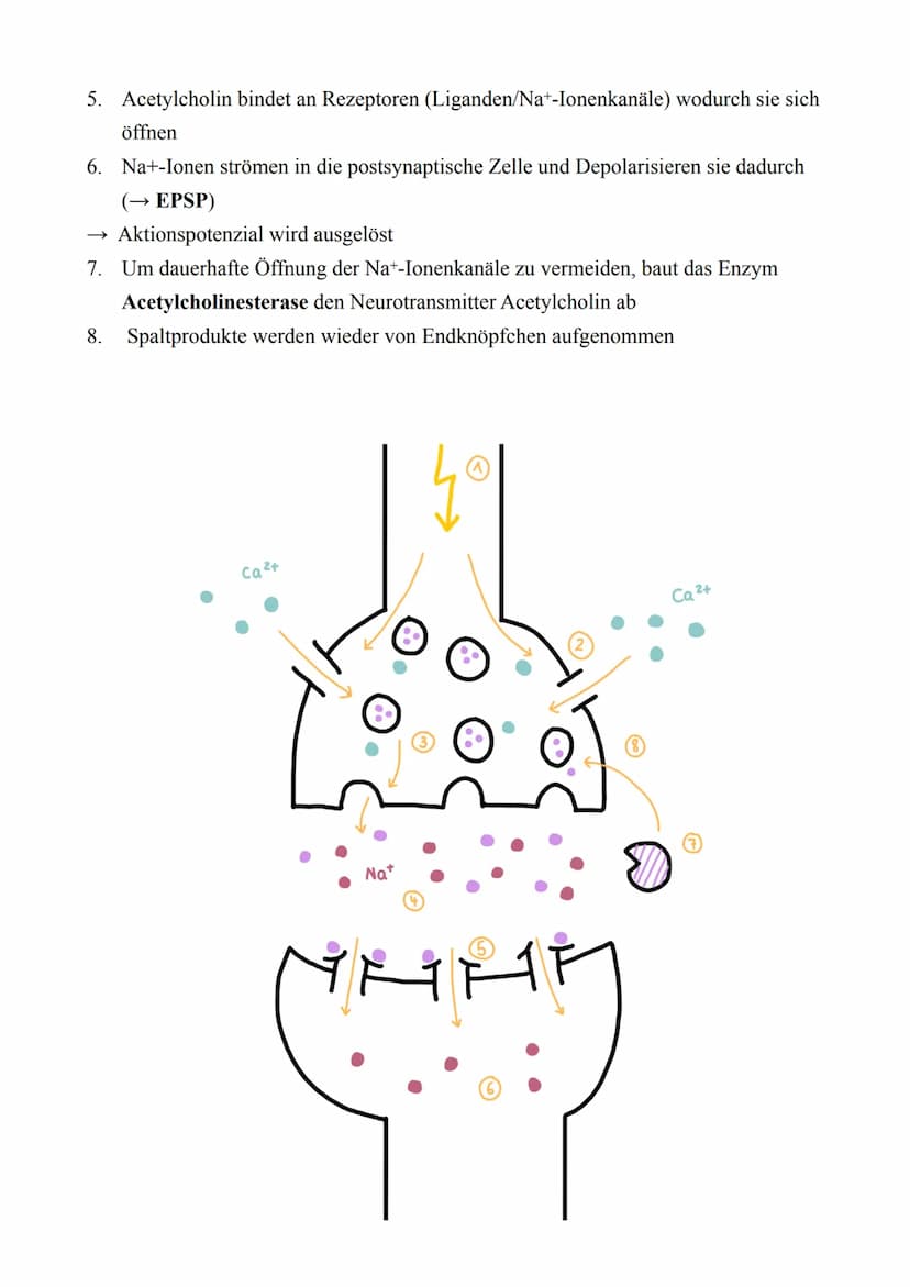 Biologie LK - Abitur 2022
Lernzettel
3. Neurobiologie
3.1. Reiz & Reaktion
●
Reiz
●
Reaktion
Rezeptor
Effektor
Ganglion
Sensorisches Neuron
