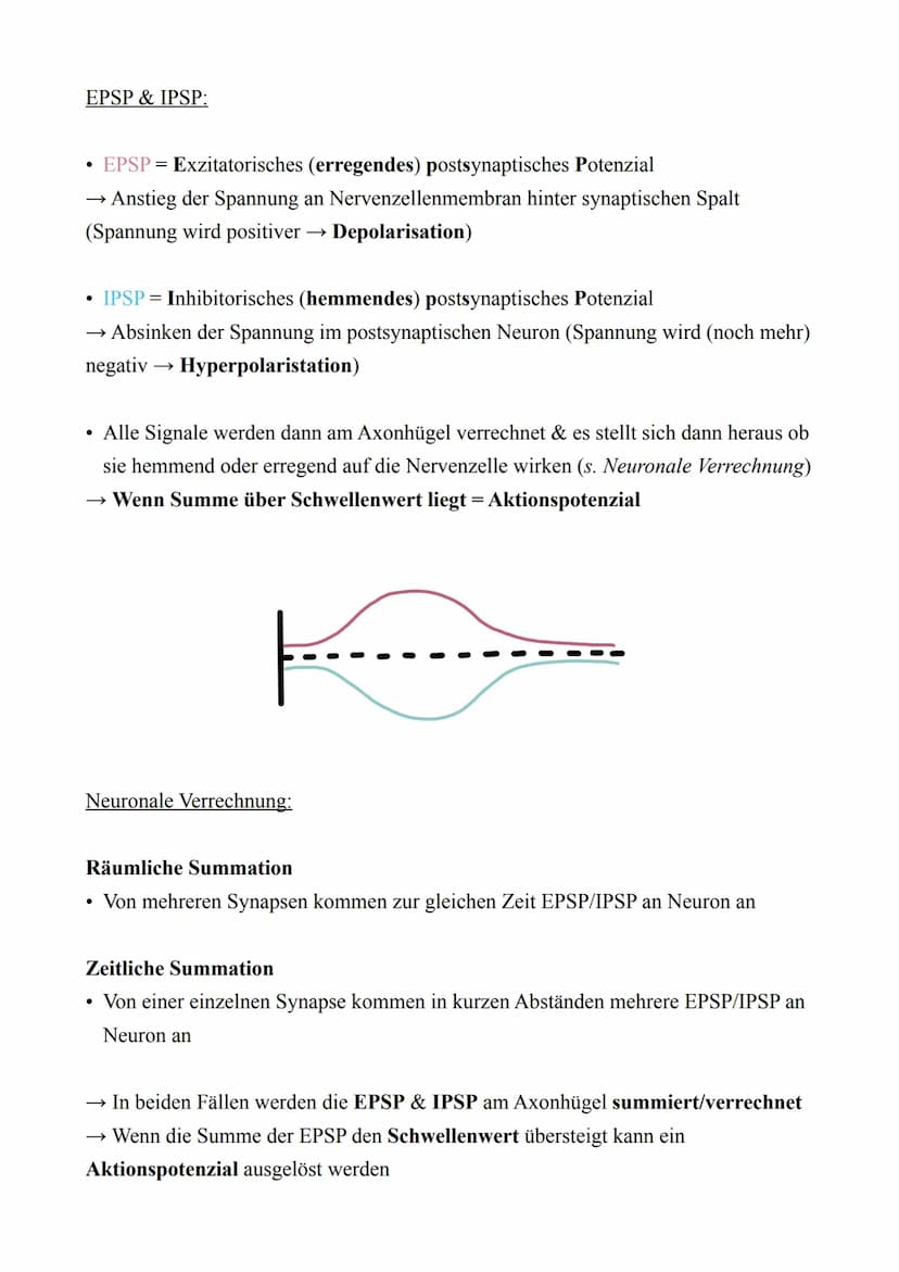 Biologie LK - Abitur 2022
Lernzettel
3. Neurobiologie
3.1. Reiz & Reaktion
●
Reiz
●
Reaktion
Rezeptor
Effektor
Ganglion
Sensorisches Neuron
