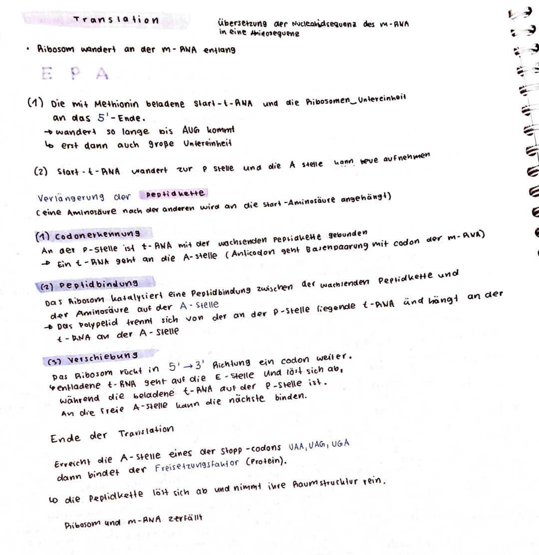 VE
EX
YE
VED
NEA
lla
3
ONA REPLIKATION
0
-
Helikase
Primase
erzeugt kurzen
komplimentären
ANA-Strang wird
später
entfernt
5'
Primer
DNA-
5%
