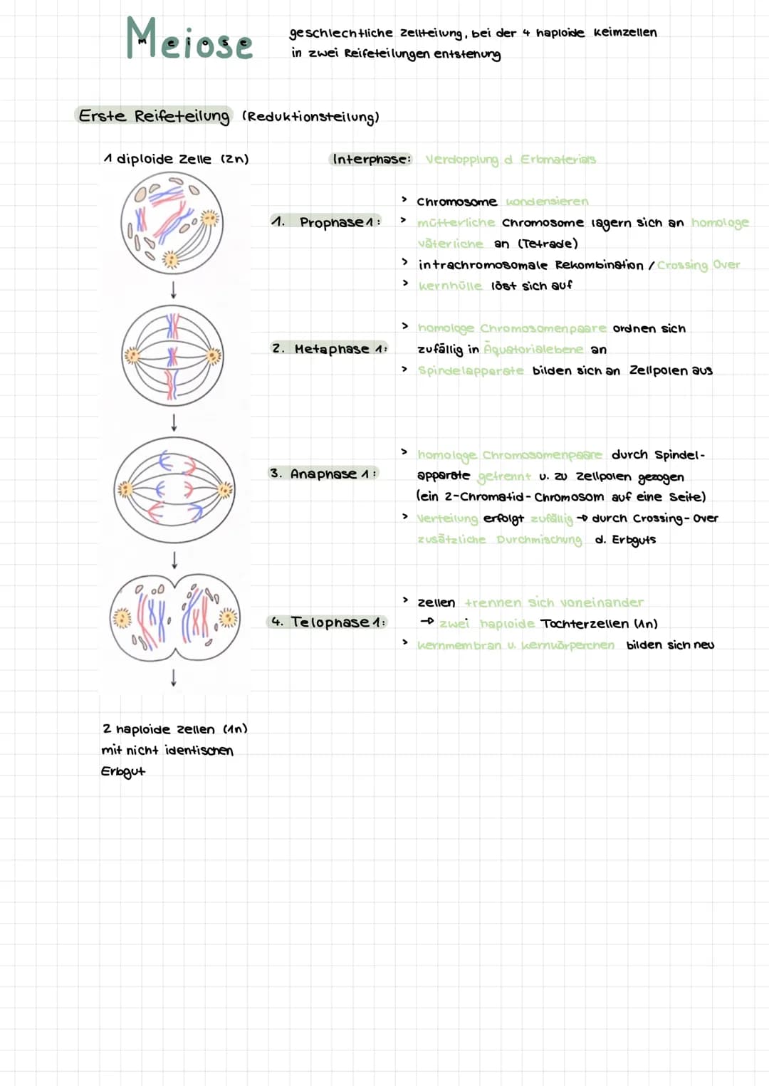  Themen:
0000
Genommutation
Genmutationen
Punktmutation
O
O
Chromosommutation
Mutationen Sichelzellanámie
Mutationen → Thalassamie
lac-opero