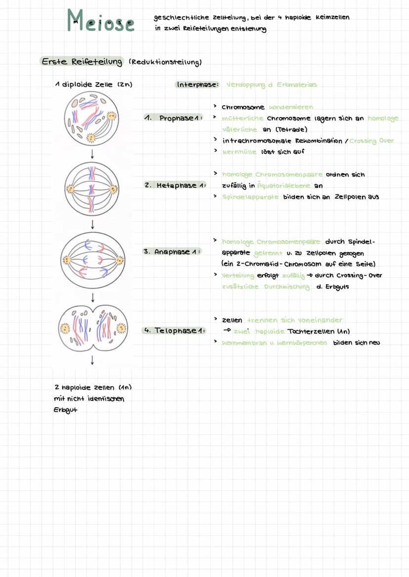 Themen:
0000
Genommutation
Genmutationen
Punktmutation
O
O
Chromosommutation
Mutationen Sichelzellanámie
Mutationen → Thalassamie
lac-opero