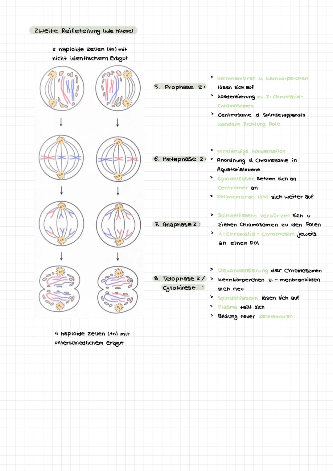  Themen:
0000
Genommutation
Genmutationen
Punktmutation
O
O
Chromosommutation
Mutationen Sichelzellanámie
Mutationen → Thalassamie
lac-opero