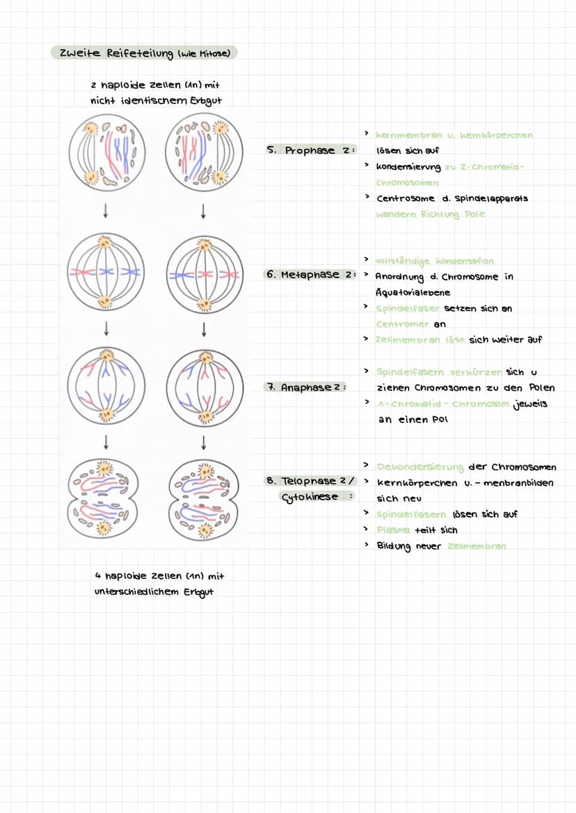  Themen:
0000
Genommutation
Genmutationen
Punktmutation
O
O
Chromosommutation
Mutationen Sichelzellanámie
Mutationen → Thalassamie
lac-opero