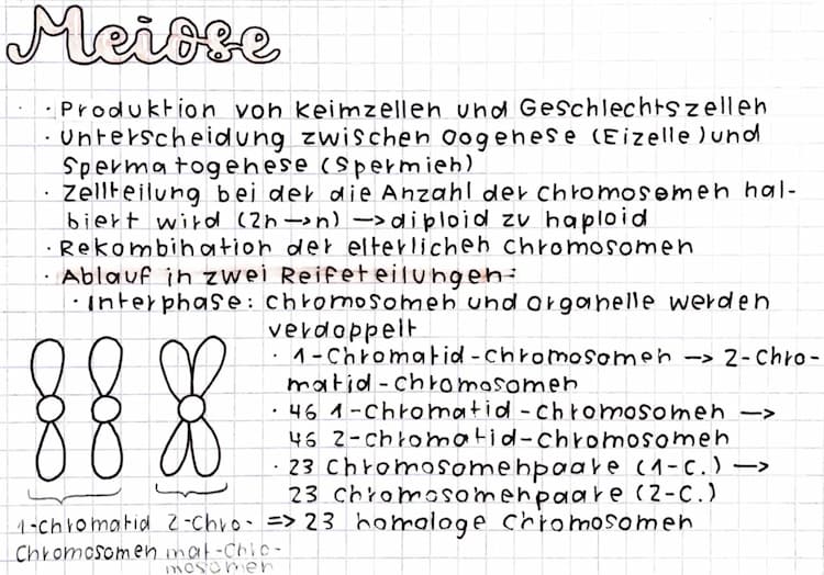 Know Meiose Ablauf 🧬🤓 thumbnail