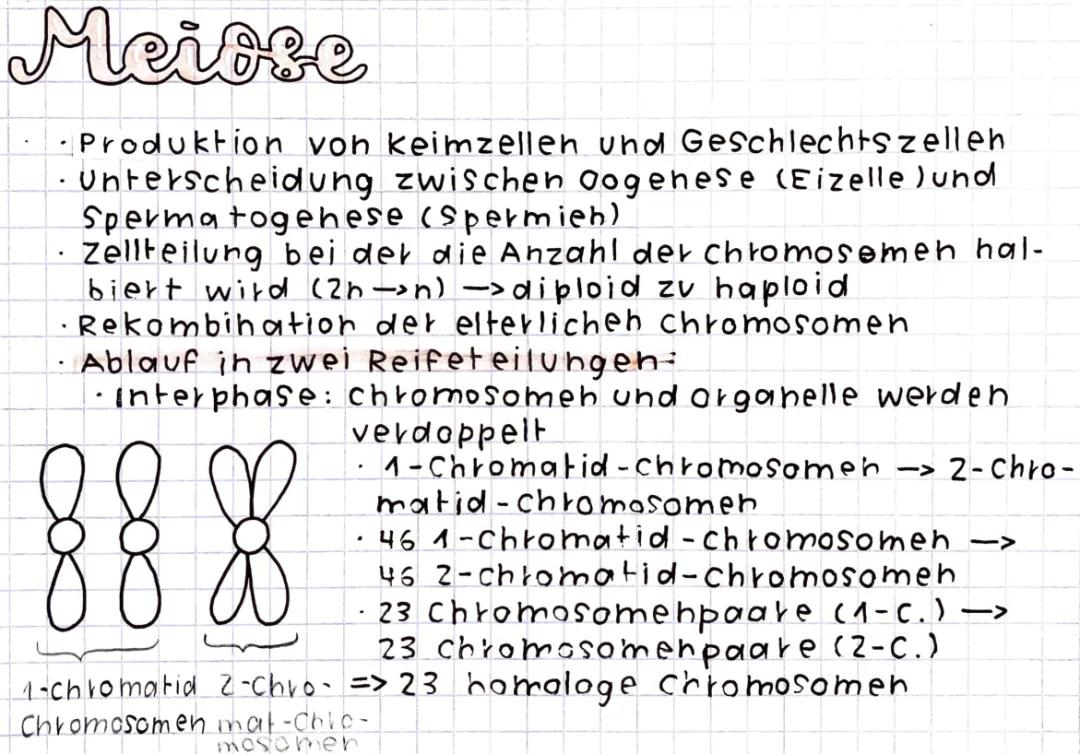 Meiose einfach erklärt: Alle Phasen und Funktionen