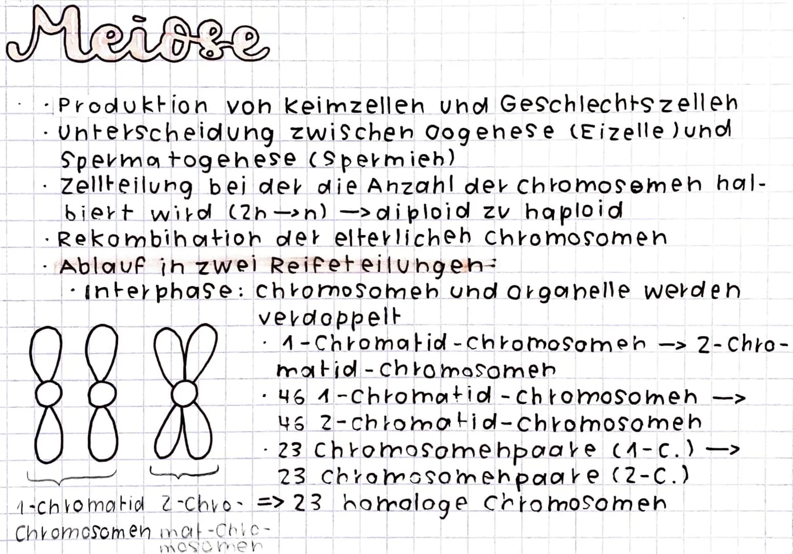 Meiose
Produktion von keimzellen und Geschlechtszellen
· Unterscheidung zwischen Oogenese (Eizelle) und
(Spermien).
Spermatogenese
Zellteilu