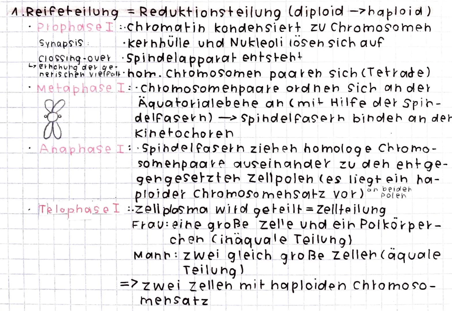 Meiose
Produktion von keimzellen und Geschlechtszellen
· Unterscheidung zwischen Oogenese (Eizelle) und
(Spermien).
Spermatogenese
Zellteilu