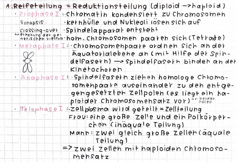 Meiose
Produktion von keimzellen und Geschlechtszellen
· Unterscheidung zwischen Oogenese (Eizelle) und
(Spermien).
Spermatogenese
Zellteilu