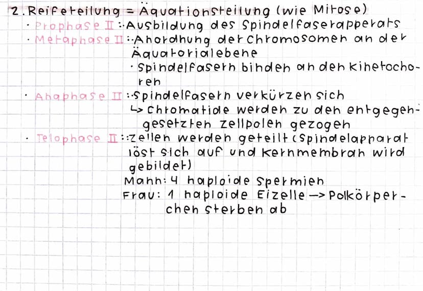 Meiose
Produktion von keimzellen und Geschlechtszellen
· Unterscheidung zwischen Oogenese (Eizelle) und
(Spermien).
Spermatogenese
Zellteilu