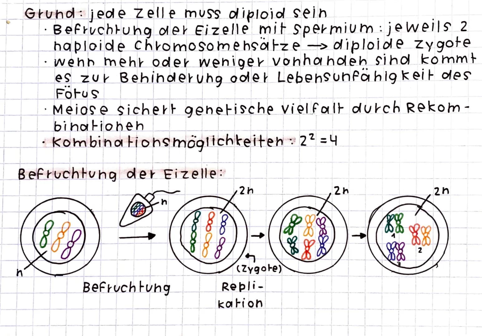 Meiose
Produktion von keimzellen und Geschlechtszellen
· Unterscheidung zwischen Oogenese (Eizelle) und
(Spermien).
Spermatogenese
Zellteilu
