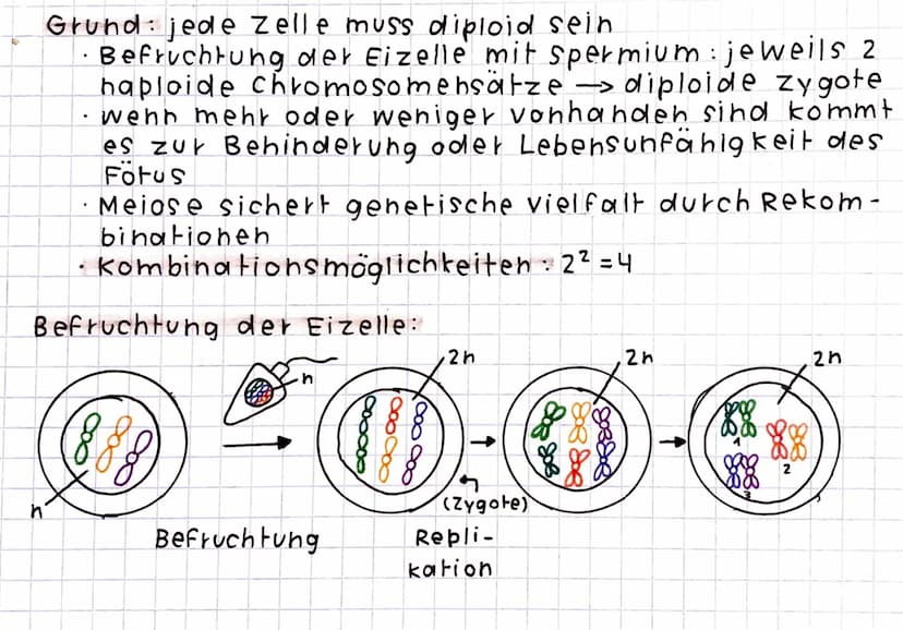 Meiose
Produktion von keimzellen und Geschlechtszellen
· Unterscheidung zwischen Oogenese (Eizelle) und
(Spermien).
Spermatogenese
Zellteilu