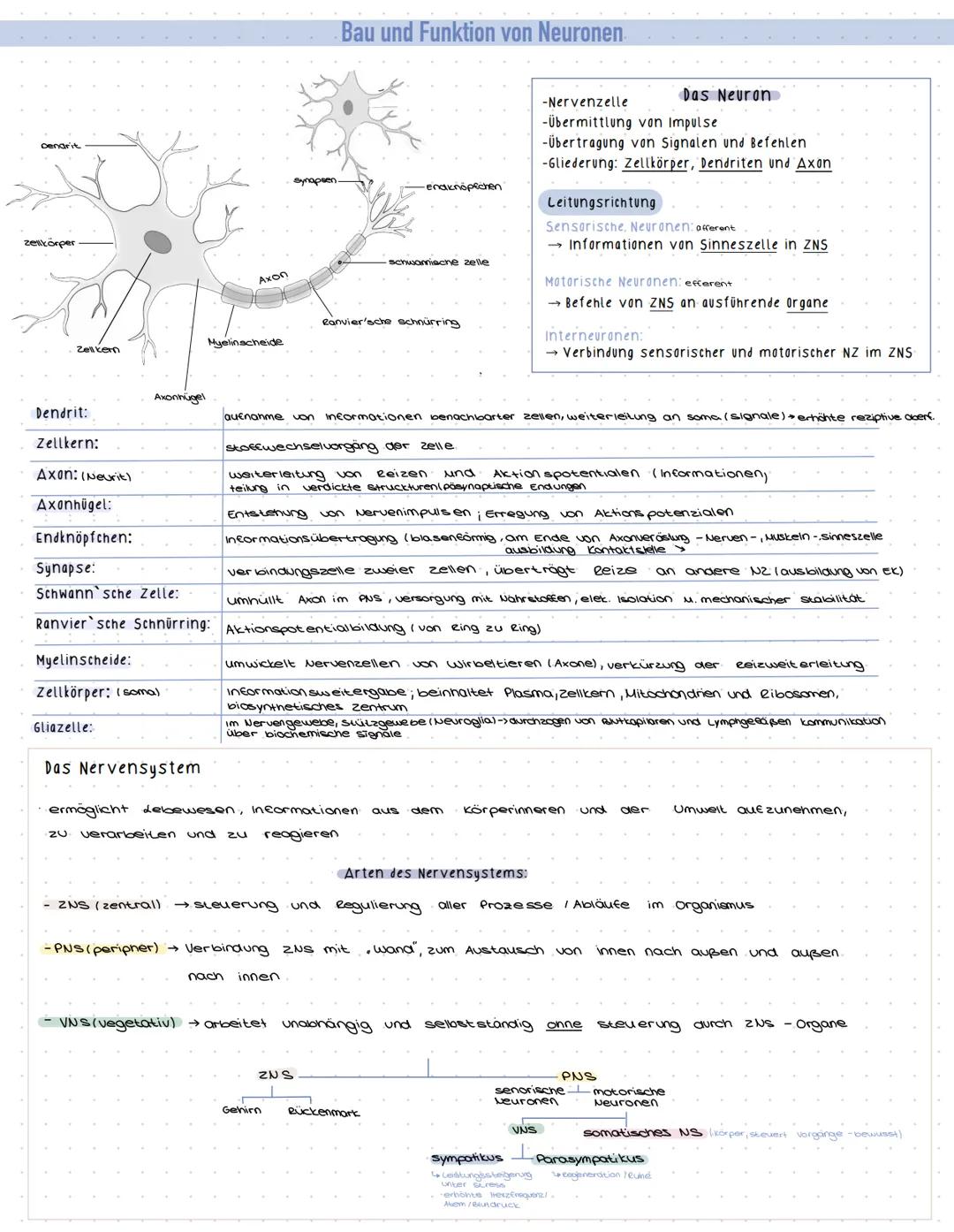# Bau und Funktion von Neuronen

Denarit

zelkörper

Zelkem

Axonhügel

Axon

sen

enaknöpfchen

schwamische zelle

Ranvier'sche schnürring
