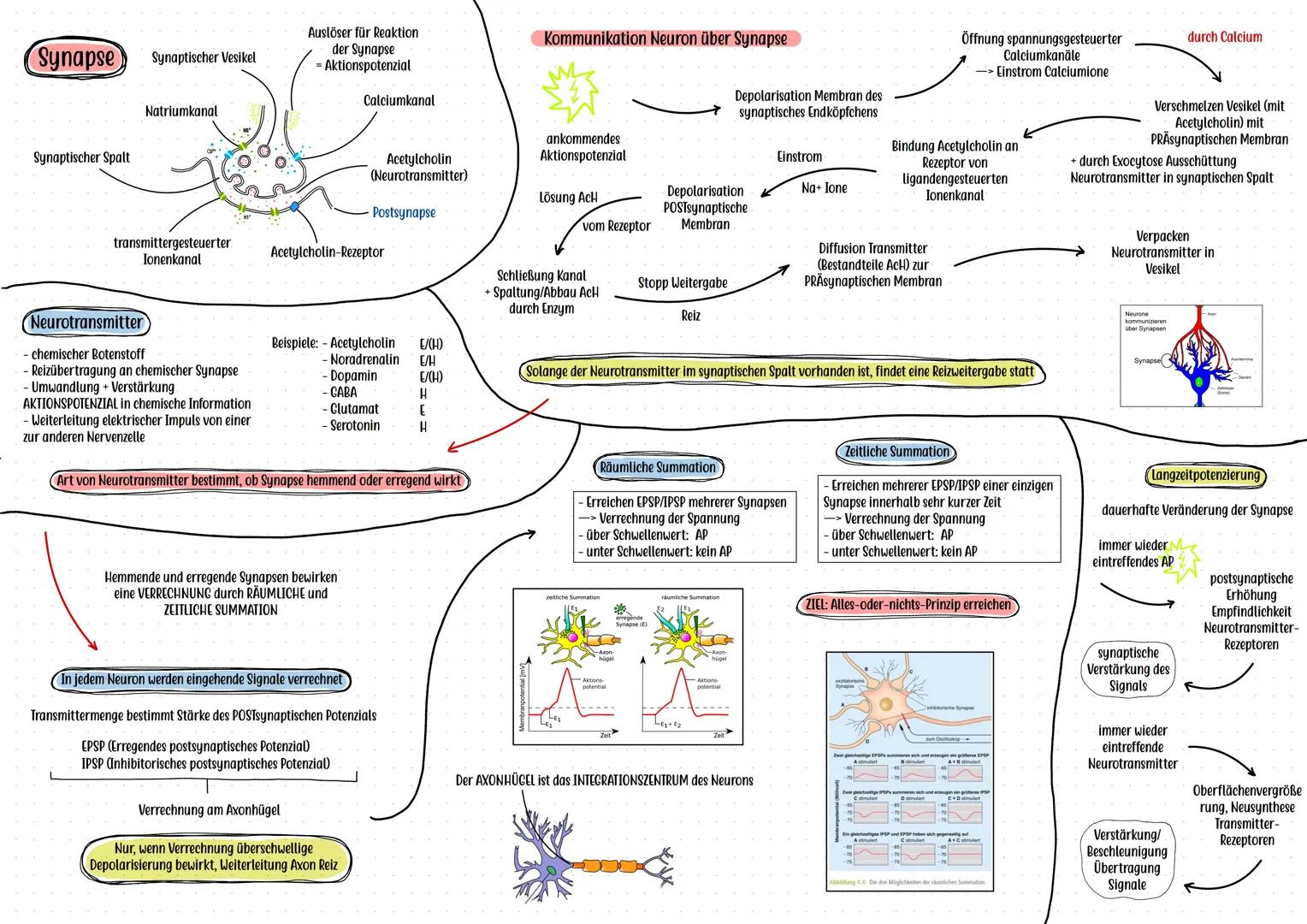 Duft

Haptik

Licht

Umweltreiz

NEUROBIOLOGIE

Weiterleitung

Süß

Nervenzelle

Aufnahme des Reizes

Sinnesorgan

Sinneszelle
- mit Sinnesz