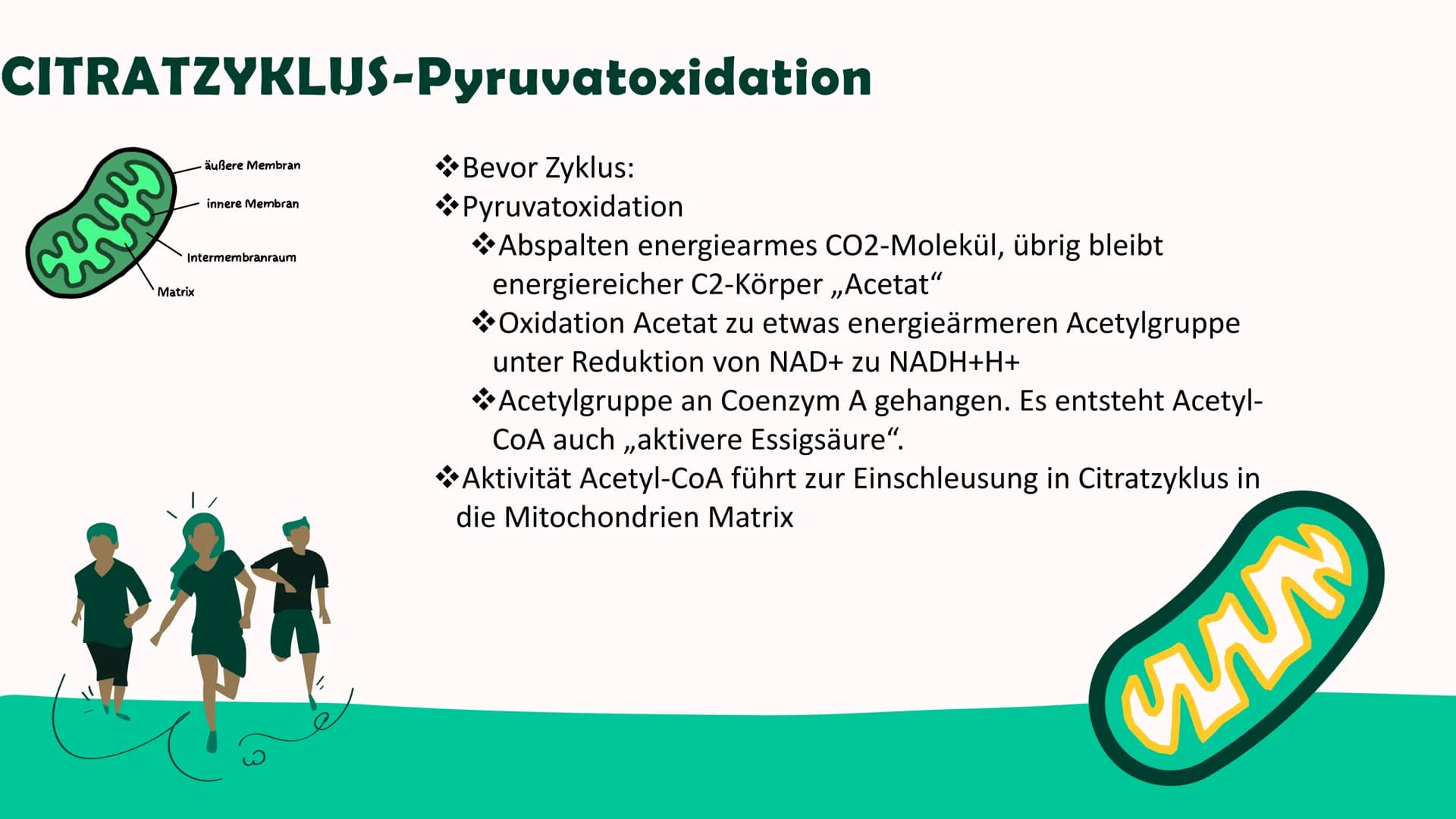 ZELLATMUNG
Annica Klinke
0⁰ Inhalt
*Allgemein
Glykolyse-Kurzübersicht
Glykolyse-Ablauf
Glykolyse-Ende
*Citratzyklus-Pyruvatoxidation
Citratz