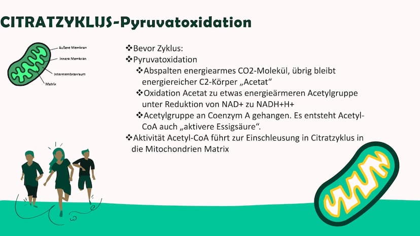 ZELLATMUNG
Annica Klinke
0⁰ Inhalt
*Allgemein
Glykolyse-Kurzübersicht
Glykolyse-Ablauf
Glykolyse-Ende
*Citratzyklus-Pyruvatoxidation
Citratz