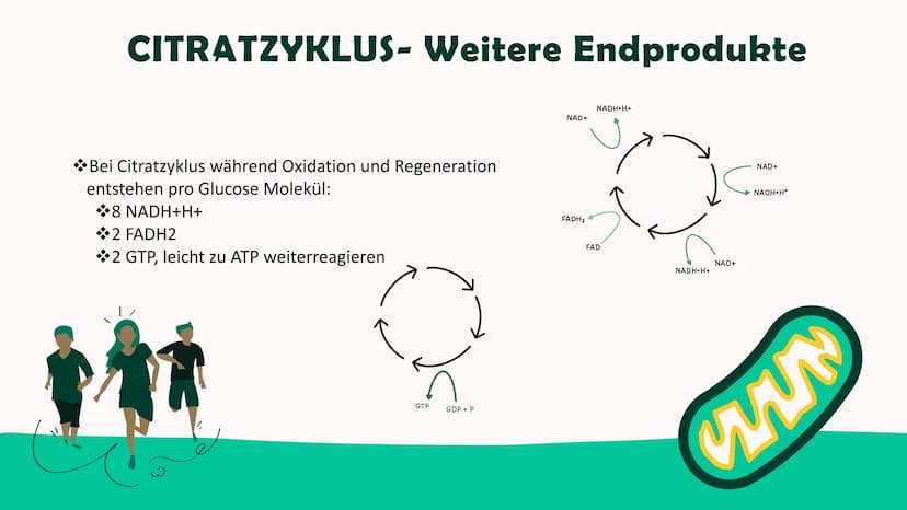 ZELLATMUNG
Annica Klinke
0⁰ Inhalt
*Allgemein
Glykolyse-Kurzübersicht
Glykolyse-Ablauf
Glykolyse-Ende
*Citratzyklus-Pyruvatoxidation
Citratz