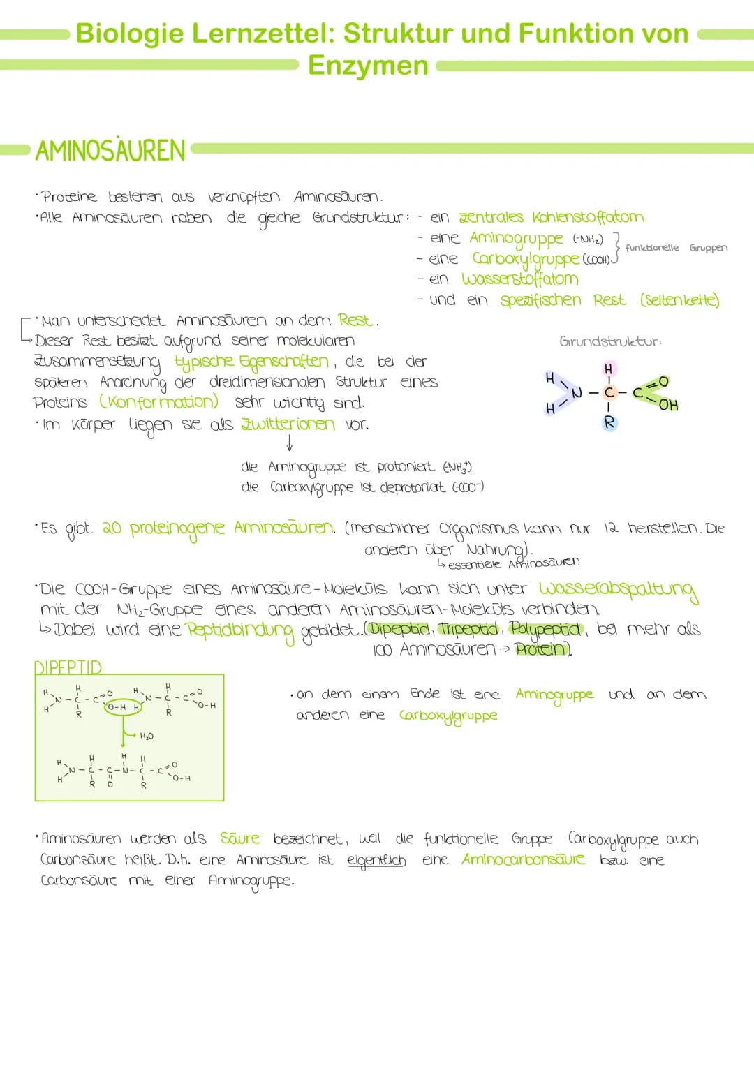 Biologie Lernzettel: Struktur und Funktion von
Enzymen
AMINOSAUREN
Proteine bestehen aus verknüpften Aminosäuren.
•Alle Aminosäuren haben di