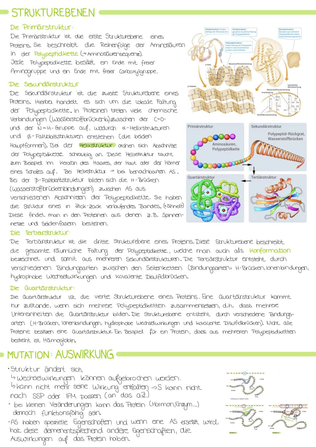 Biologie Lernzettel: Struktur und Funktion von
Enzymen
AMINOSAUREN
Proteine bestehen aus verknüpften Aminosäuren.
•Alle Aminosäuren haben di