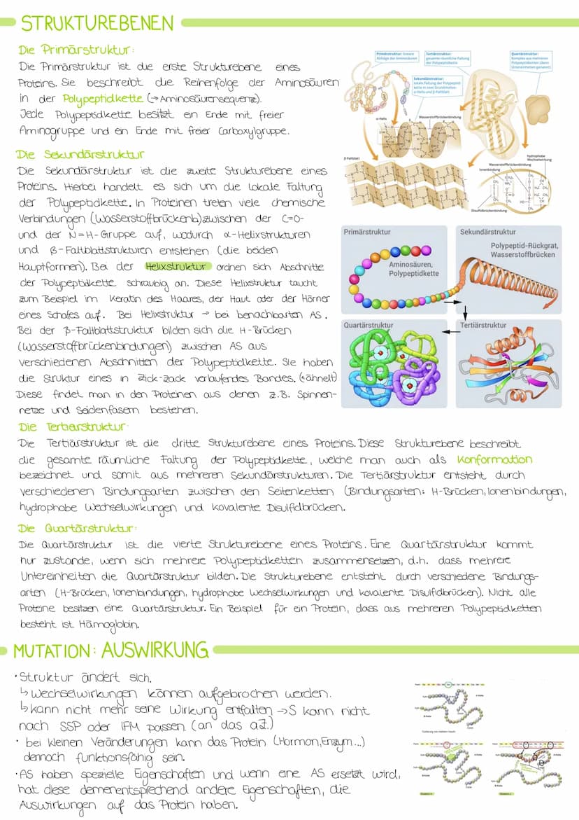 Biologie Lernzettel: Struktur und Funktion von
Enzymen
AMINOSAUREN
Proteine bestehen aus verknüpften Aminosäuren.
•Alle Aminosäuren haben di