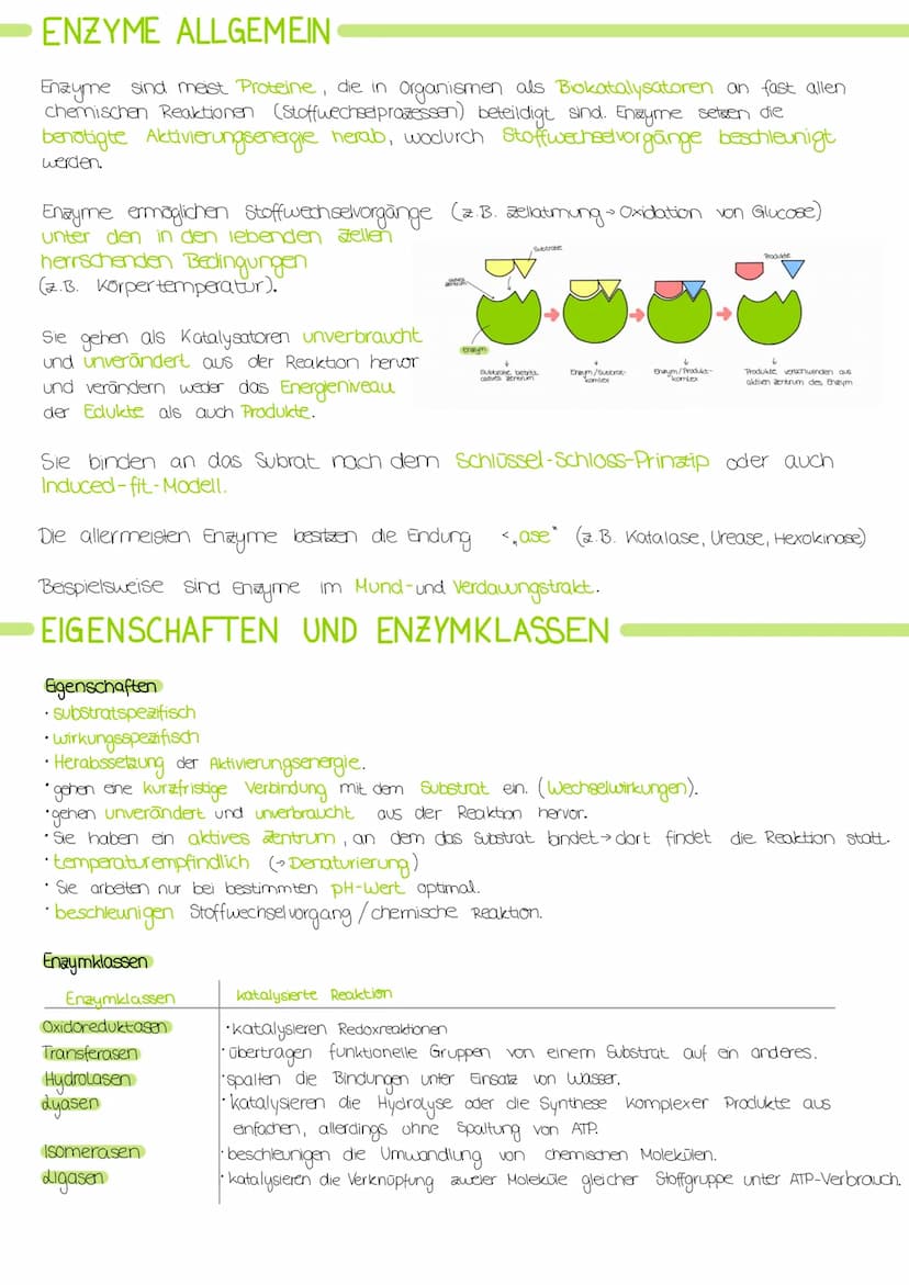 Biologie Lernzettel: Struktur und Funktion von
Enzymen
AMINOSAUREN
Proteine bestehen aus verknüpften Aminosäuren.
•Alle Aminosäuren haben di