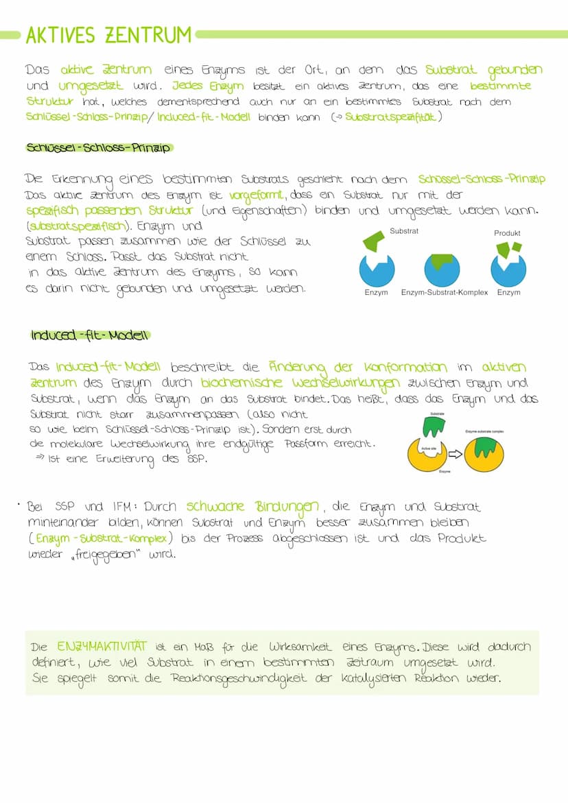 Biologie Lernzettel: Struktur und Funktion von
Enzymen
AMINOSAUREN
Proteine bestehen aus verknüpften Aminosäuren.
•Alle Aminosäuren haben di