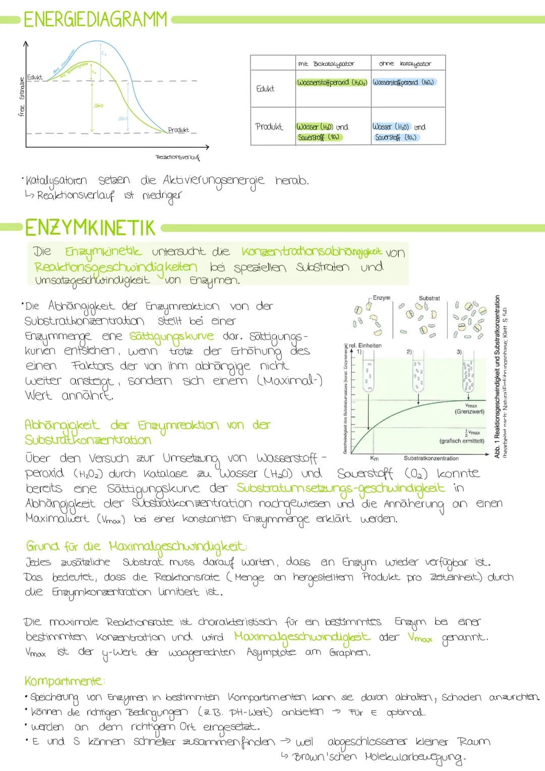 Biologie Lernzettel: Struktur und Funktion von
Enzymen
AMINOSAUREN
Proteine bestehen aus verknüpften Aminosäuren.
•Alle Aminosäuren haben di
