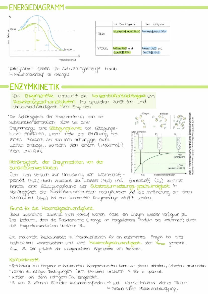 Biologie Lernzettel: Struktur und Funktion von
Enzymen
AMINOSAUREN
Proteine bestehen aus verknüpften Aminosäuren.
•Alle Aminosäuren haben di