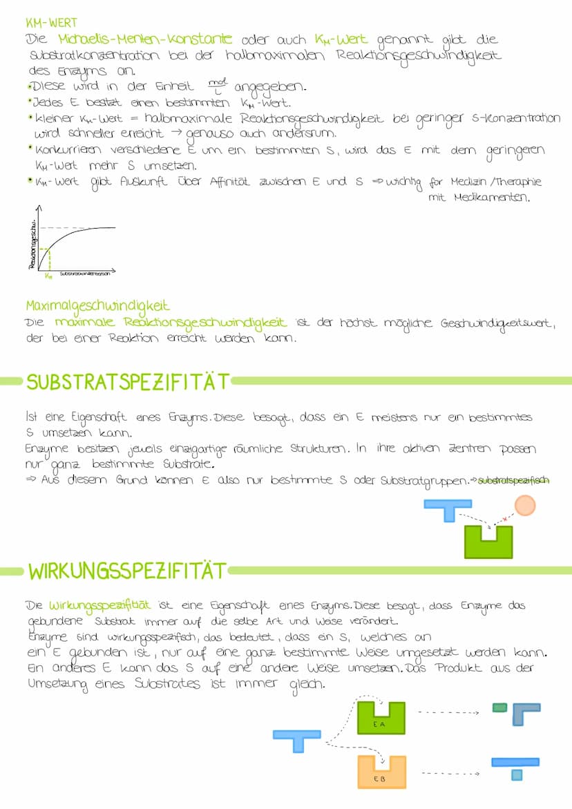Biologie Lernzettel: Struktur und Funktion von
Enzymen
AMINOSAUREN
Proteine bestehen aus verknüpften Aminosäuren.
•Alle Aminosäuren haben di