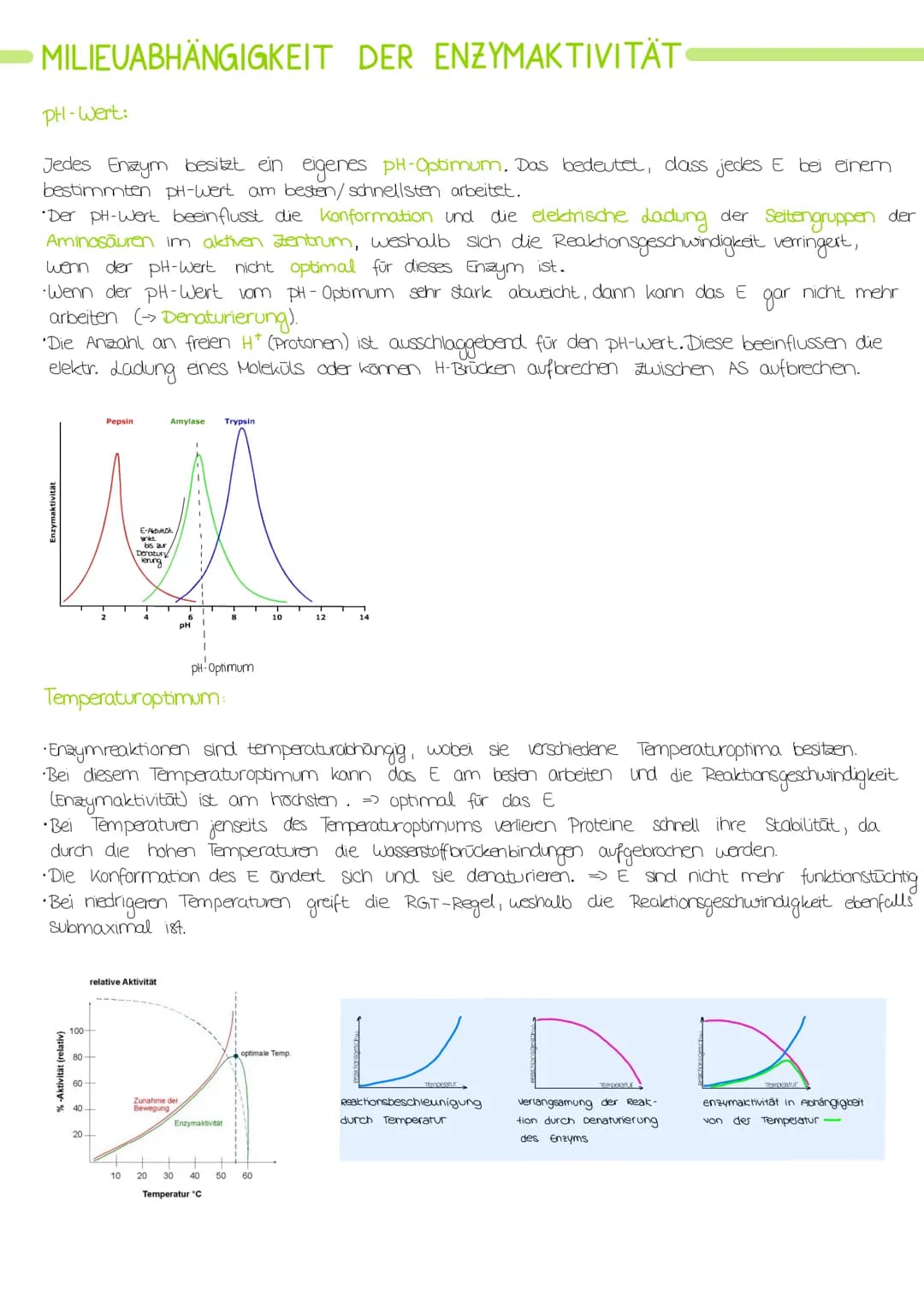Biologie Lernzettel: Struktur und Funktion von
Enzymen
AMINOSAUREN
Proteine bestehen aus verknüpften Aminosäuren.
•Alle Aminosäuren haben di