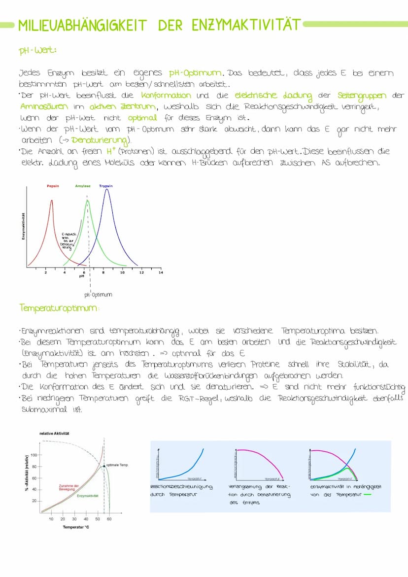 Biologie Lernzettel: Struktur und Funktion von
Enzymen
AMINOSAUREN
Proteine bestehen aus verknüpften Aminosäuren.
•Alle Aminosäuren haben di