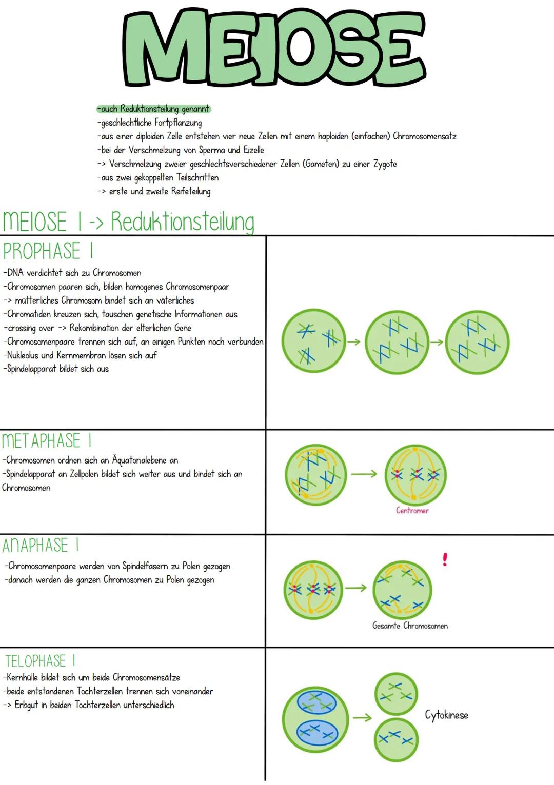 CYTOLOGIE
MERKMALE DES LEBENS
3. Reizbarkeit
4. Wachstum/Entwicklung
L Fortpflanzung
2. Atmung/Stoffwechsel
ASSIMILATION
-Umwandlung körperf