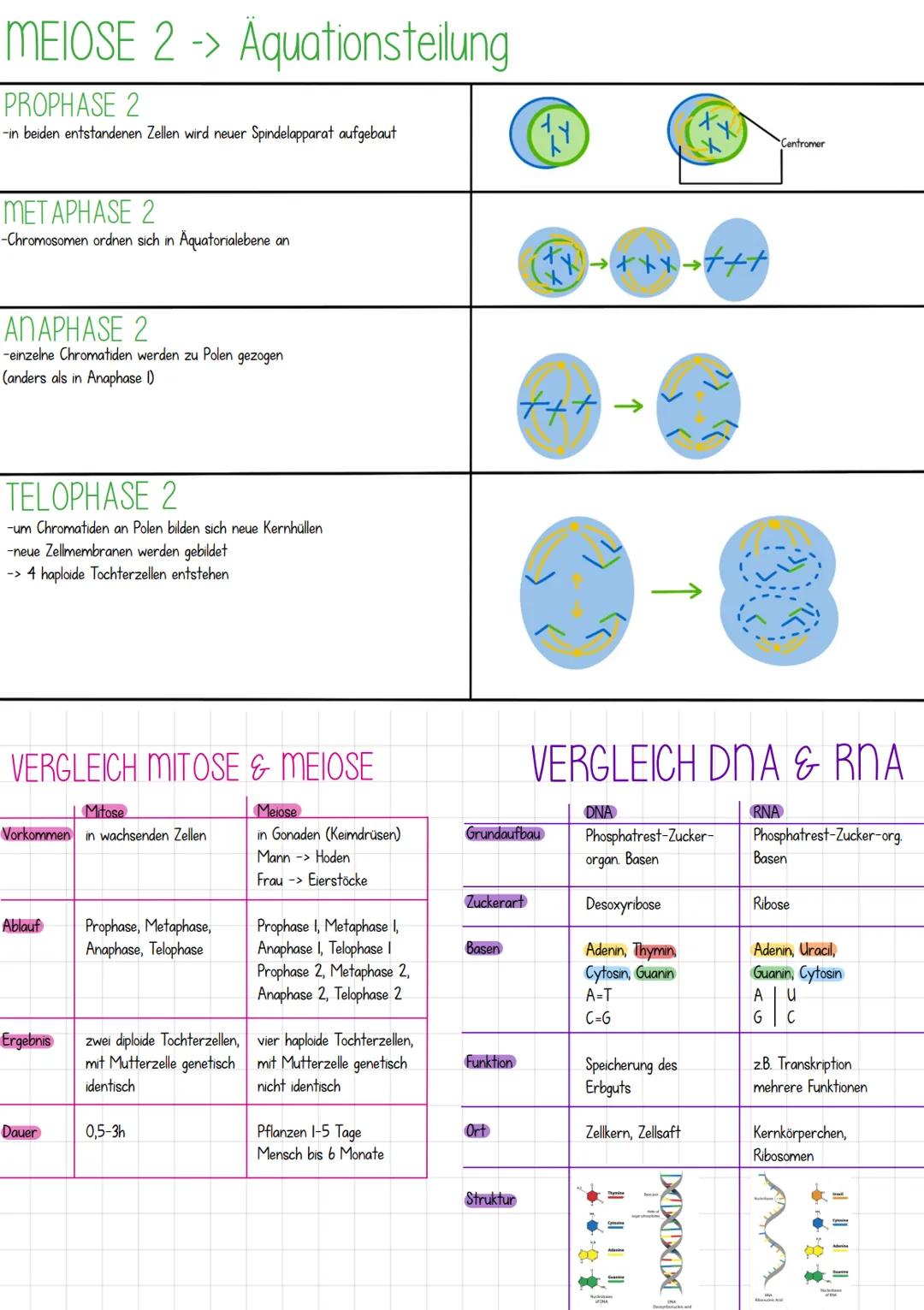 CYTOLOGIE
MERKMALE DES LEBENS
3. Reizbarkeit
4. Wachstum/Entwicklung
L Fortpflanzung
2. Atmung/Stoffwechsel
ASSIMILATION
-Umwandlung körperf