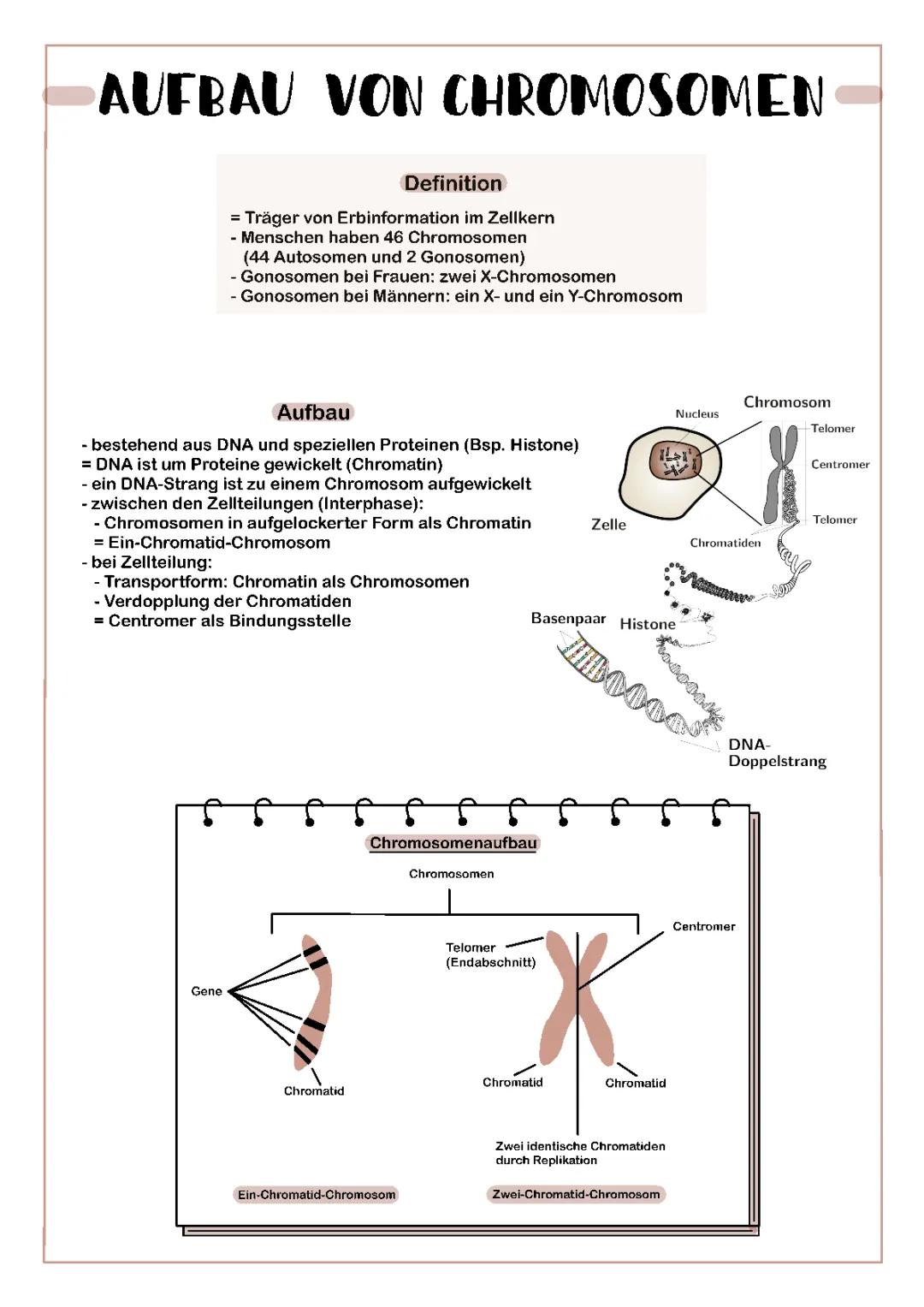 Aufbau von Chromosomen