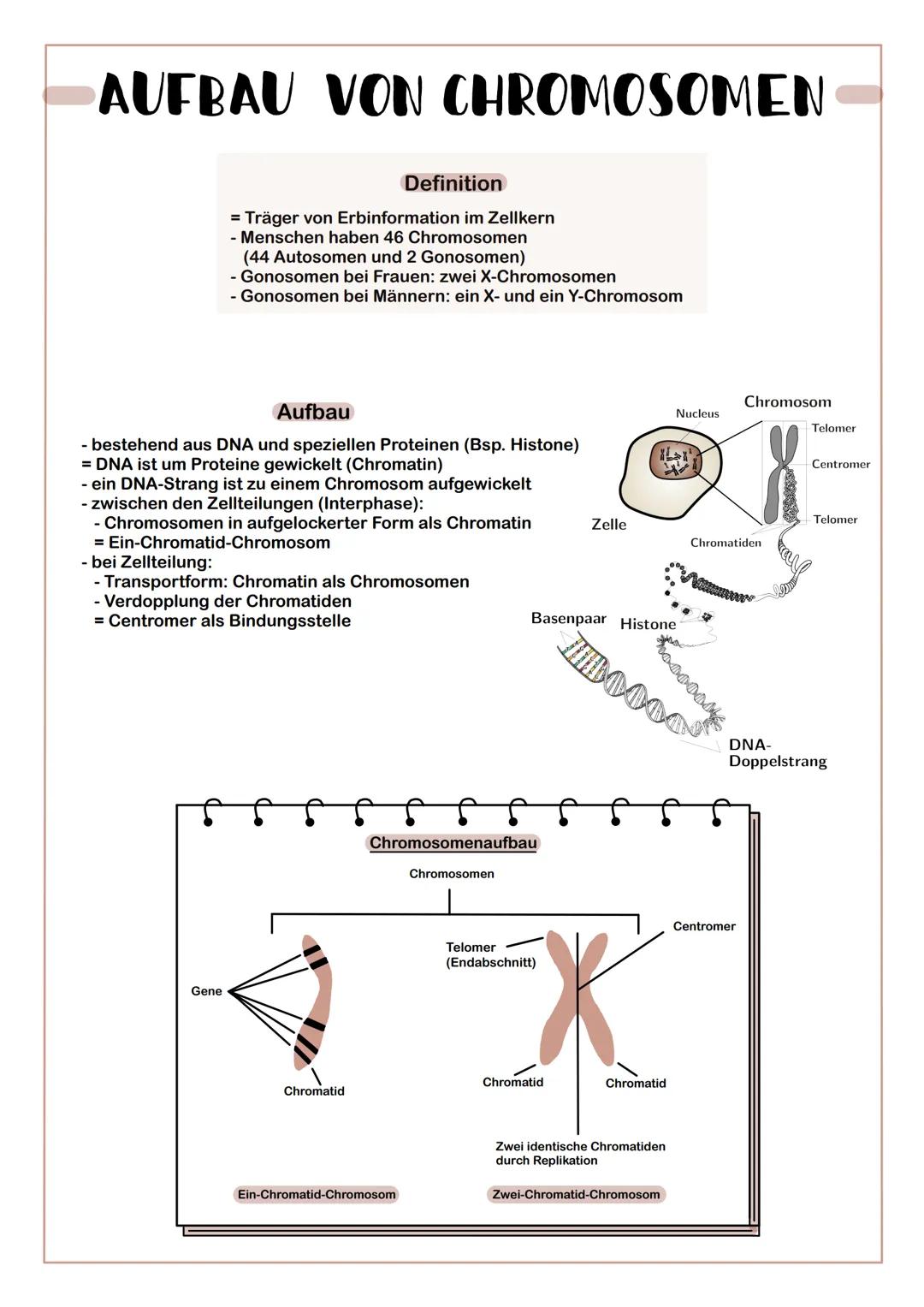 AUFBAU VON CHROMOSOMEN
Definition
= Träger von Erbinformation im Zellkern
- Menschen haben 46 Chromosomen
(44 Autosomen und 2 Gonosomen)
- G