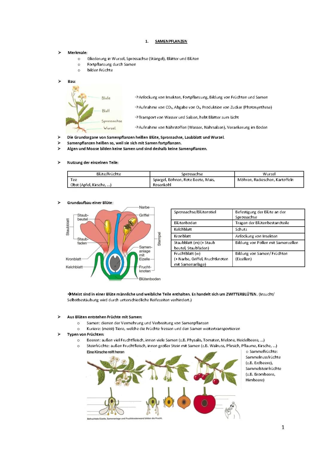 Zusammenfassung Biologie Klasse 6 und 7