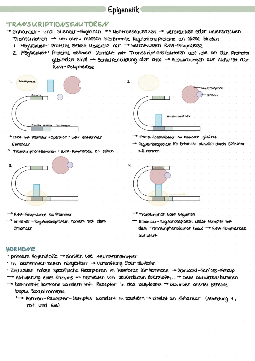 GENREGULATION
• in allen Zellen gleiche Gene
Unterschiede durch inaltive und autive Gene (werden nicht abgelesen, werden abgelesen).
wie in 