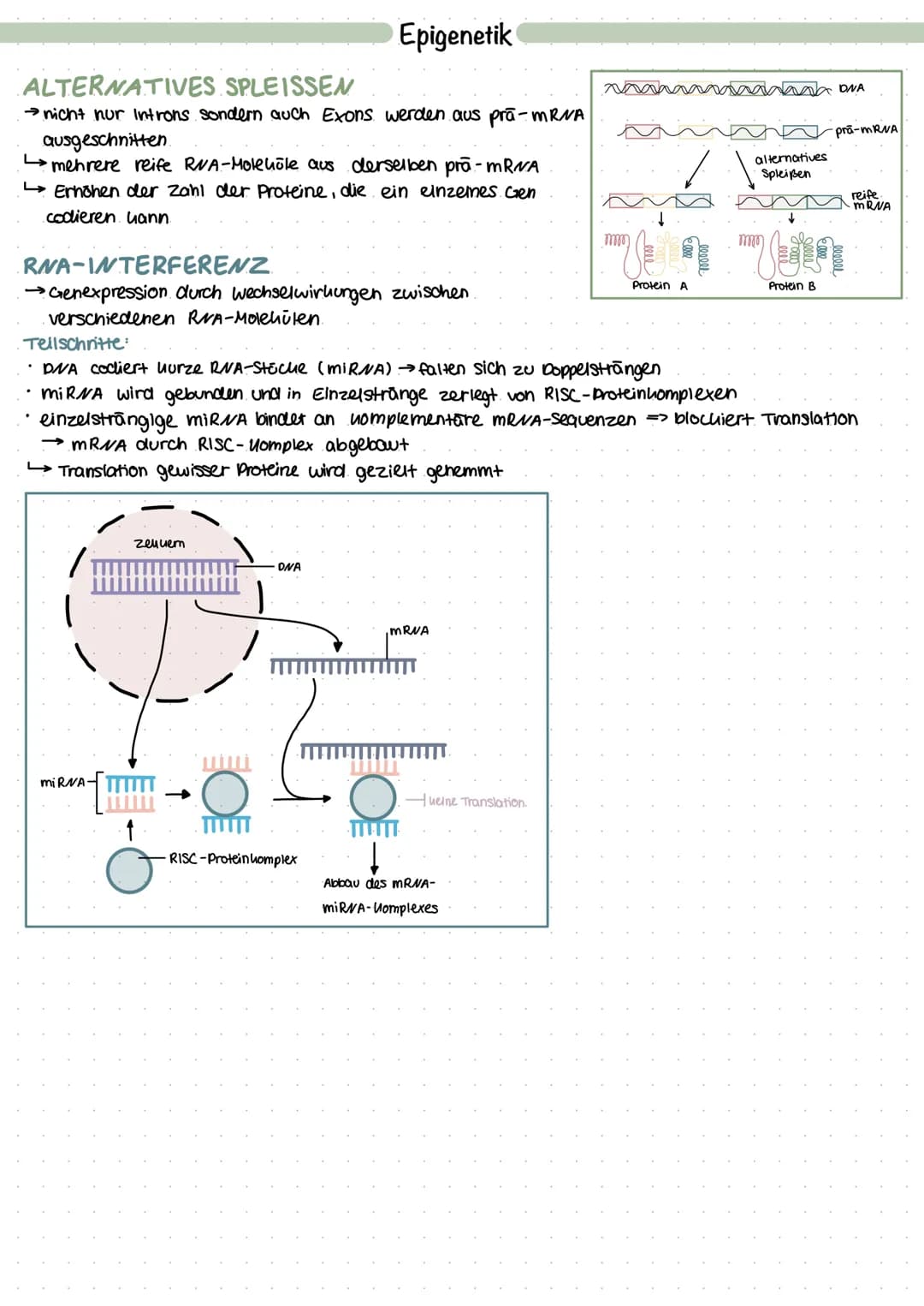 GENREGULATION
• in allen Zellen gleiche Gene
Unterschiede durch inaltive und autive Gene (werden nicht abgelesen, werden abgelesen).
wie in 