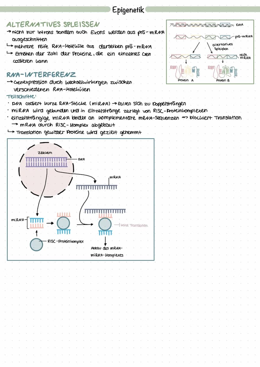 GENREGULATION
• in allen Zellen gleiche Gene
Unterschiede durch inaltive und autive Gene (werden nicht abgelesen, werden abgelesen).
wie in 