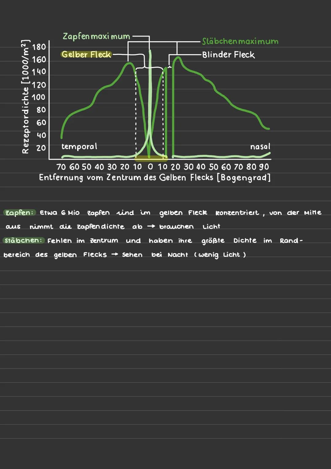 Sinneswahrnehmung (Auge):
Aufbau des Auges:
Augenmuskel
Lederhaut
Aderhaut
Zillarmuskel
Linse
Pupille
Regenbogenhaut
Bindehaut
Hornhaut
Glas